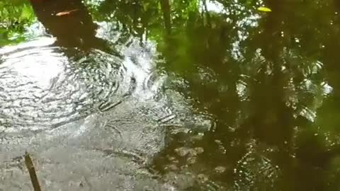 Memancing ikan di rawa