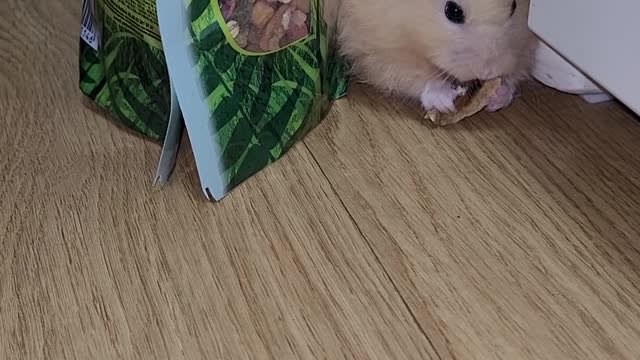 hiding and snaking haster
