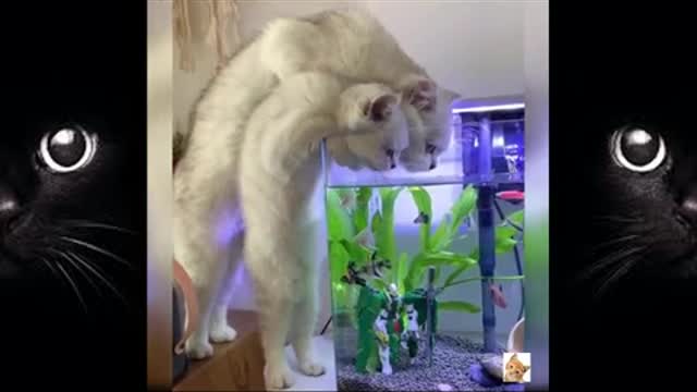 😍Baby Cats Cute and Funny🤣😂😂😂