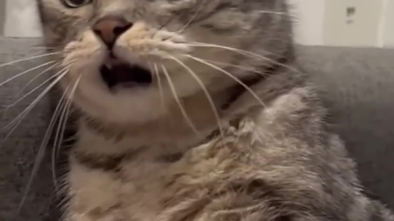 Funny cats and animals videos