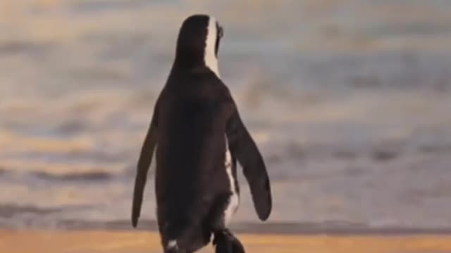 Cute Animals