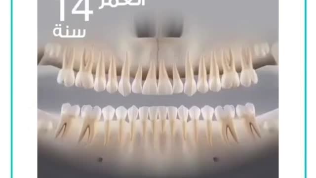 Dental teeth