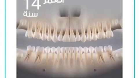 Dental teeth