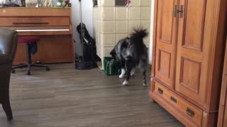 Australian Shepherd brings his owner a beer