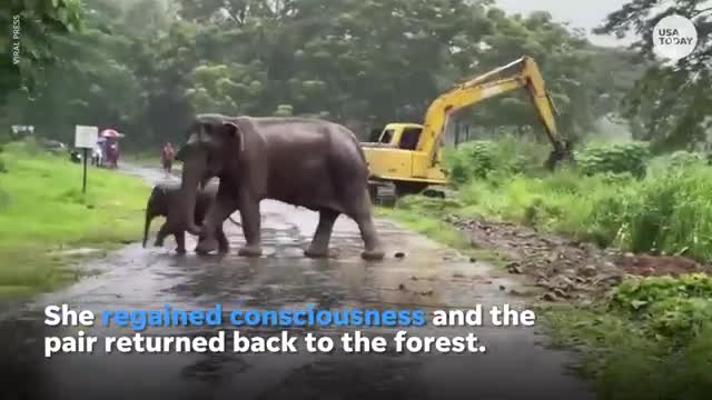 Elephant and calf rescued by volunteers and vets from muddy pit |