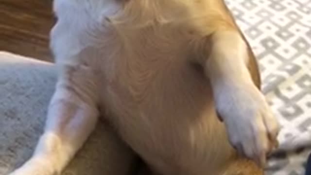 White dog sitting up asks for more belly rub scratches