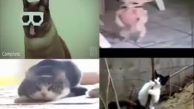 You can't stop laughing.... Funny dance & singing by cat & dog