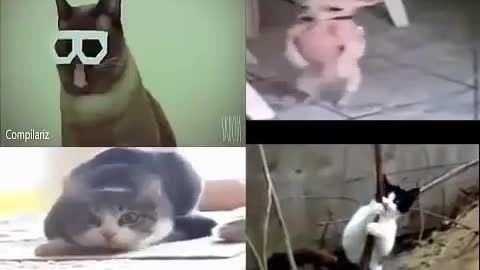 You can't stop laughing.... Funny dance & singing by cat & dog