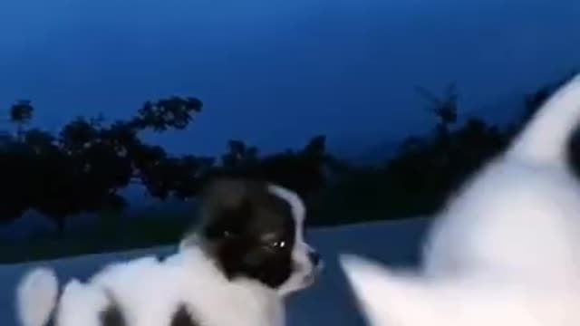 Cute little puppy running in night