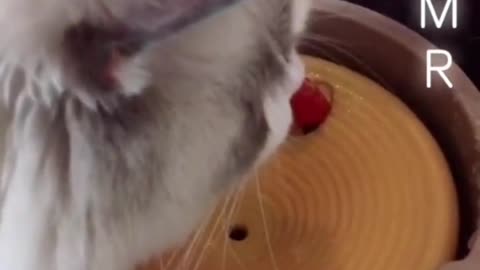 Kitten is licking its cat food