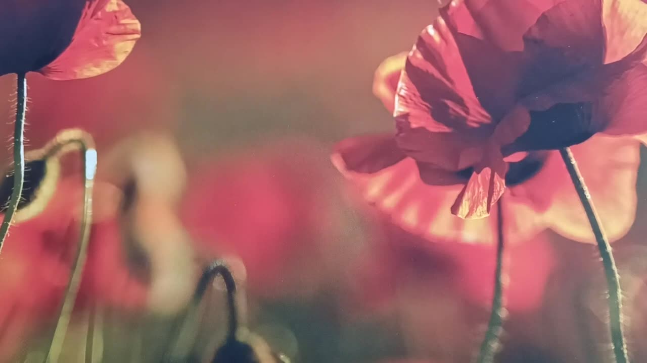 040724 Word From God -AND SO, IT WILL COME APRIL 6,2024 TRACY CAVALLUCCI