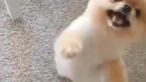 funny🤣 dogs dance moments