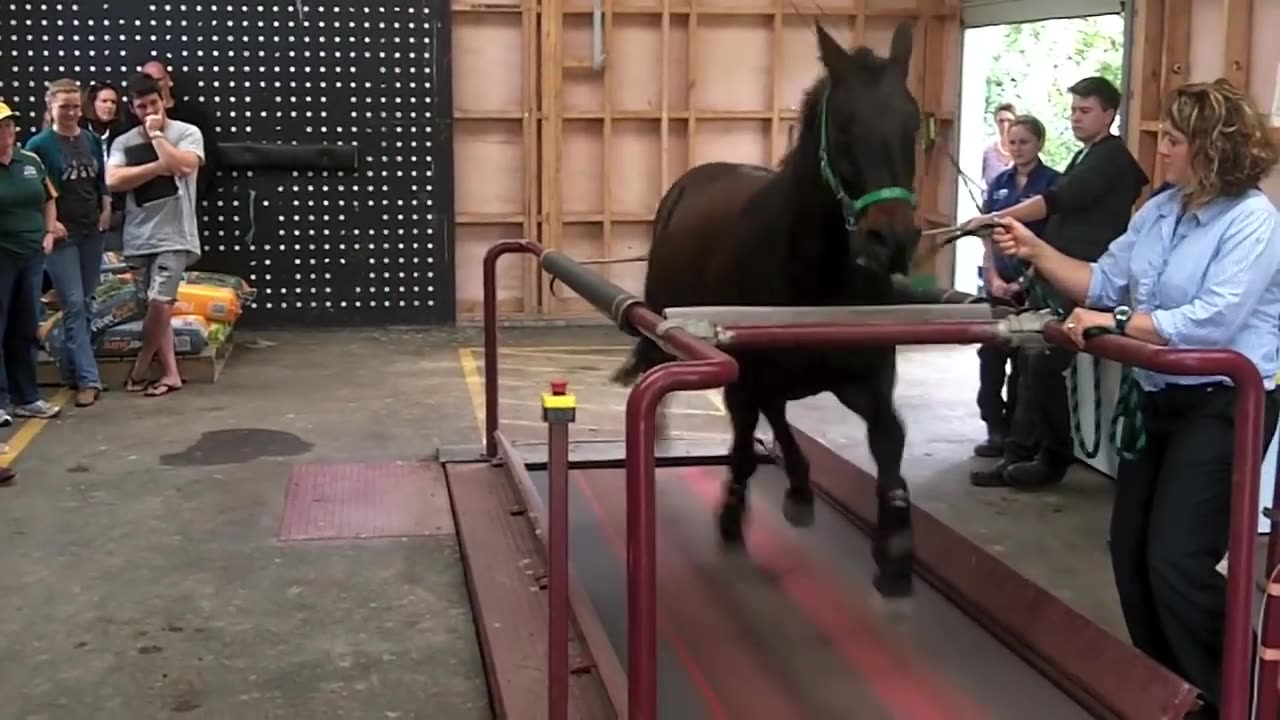 How to train a horse 🐎,|| Amazing videos just see and comment us