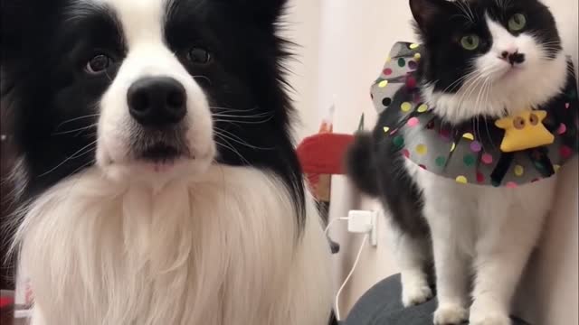 Adorable Cat and Dog Share The Same Fur Colors