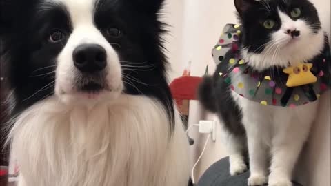 Adorable Cat and Dog Share The Same Fur Colors