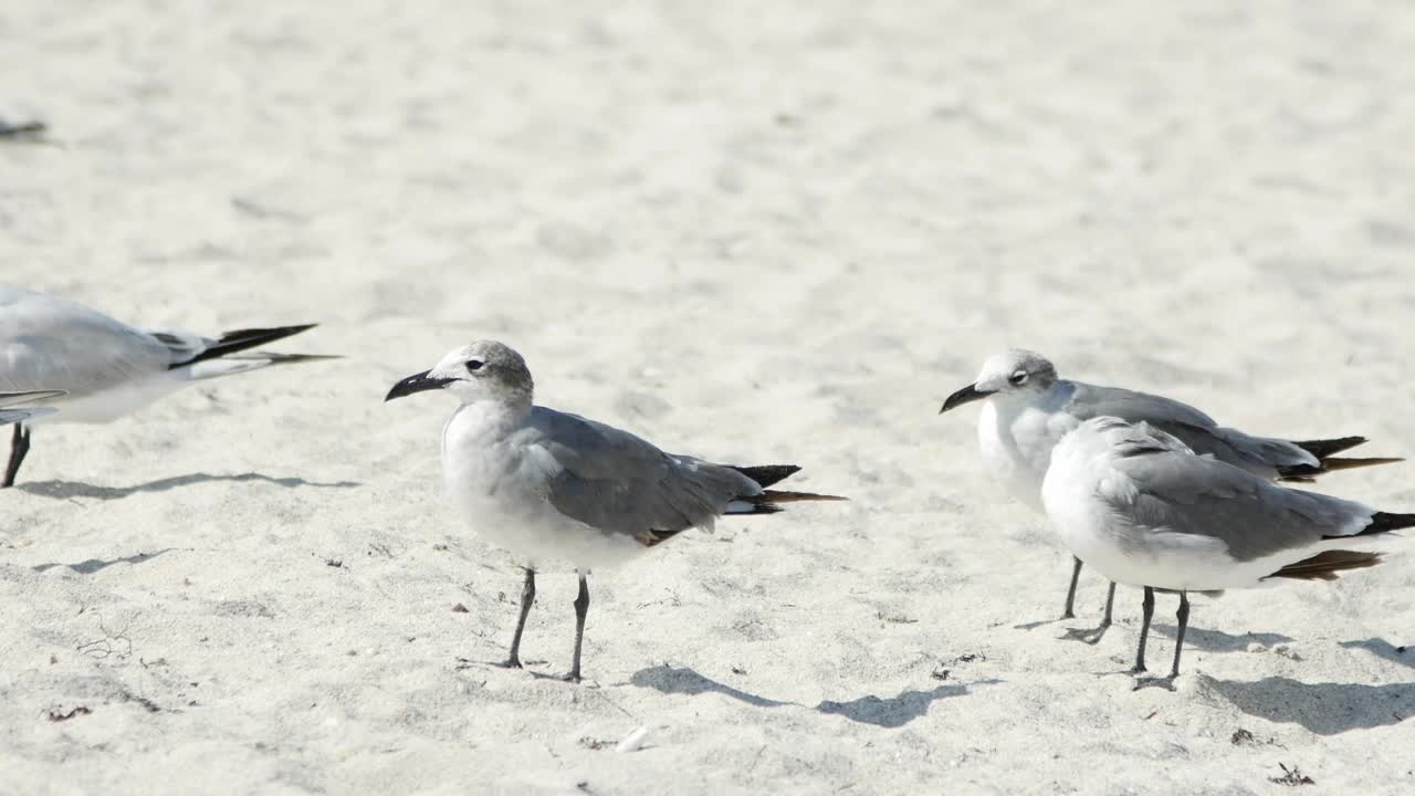 Birds standing on the beach sand