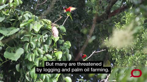 Rare birds of Papua New Guinea under threat.mp4