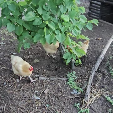 OMC! These hens are getting out of control over a homemade pizza crust treat!🐔❤️🍕#hens #shorts #wild