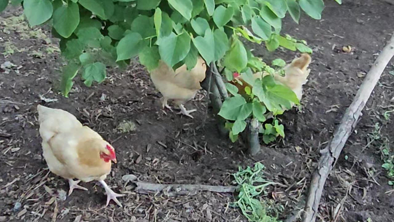 OMC! These hens are getting out of control over a homemade pizza crust treat!🐔❤️🍕#hens #shorts #wild