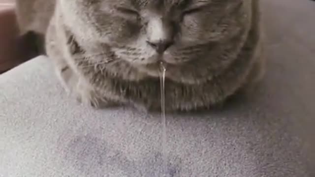 Cute cat Sleeping ||funny video||