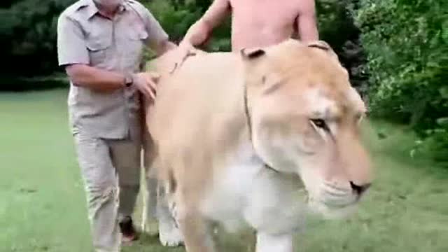 Big fat lion
