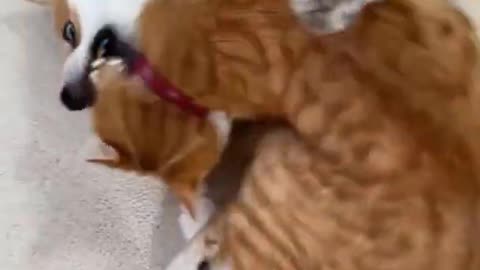 The funniest Animals - Funny cats and dogs 2022