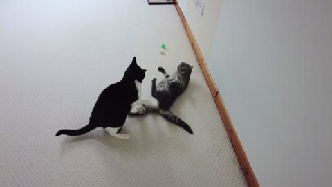 Cat Slaps / Beating cats