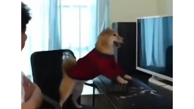 cute dog rages while playing game