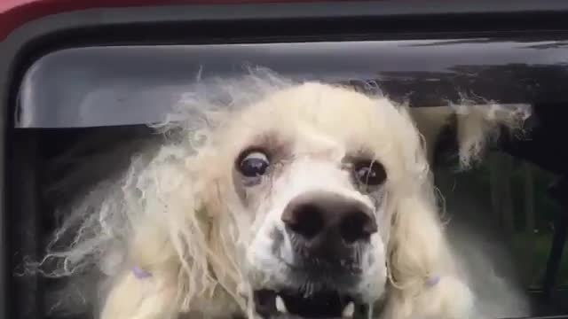Poodle peekaboo