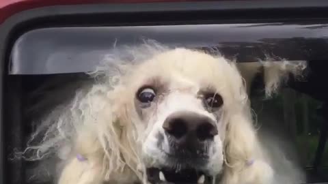 Poodle peekaboo