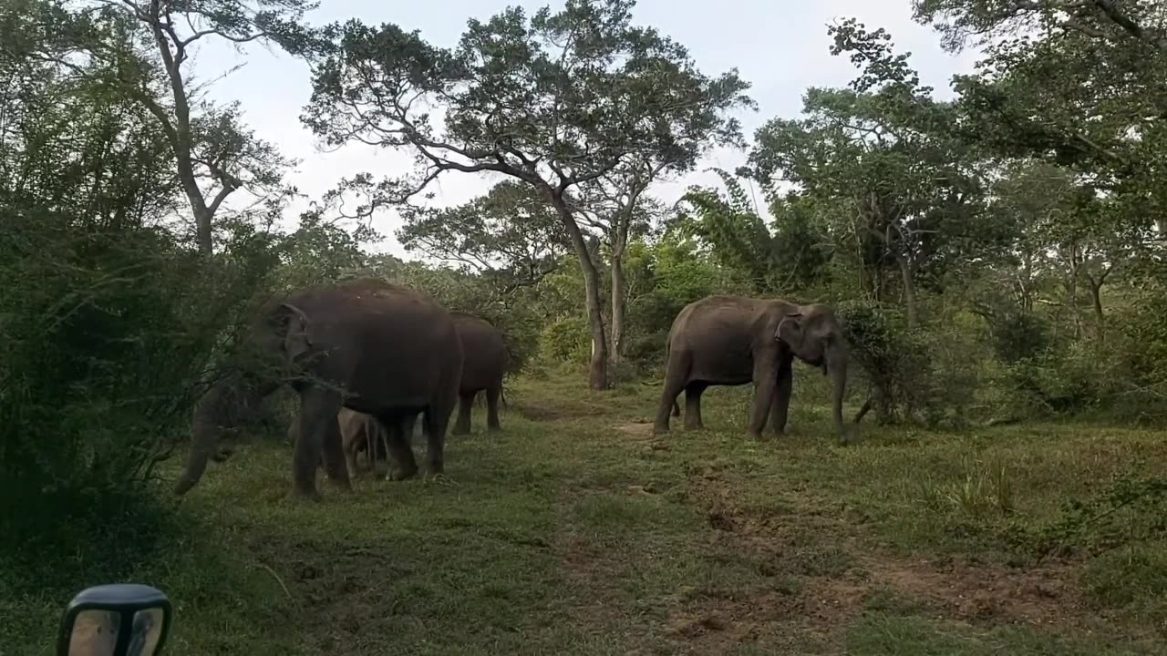 ELEPHANTS LIFE