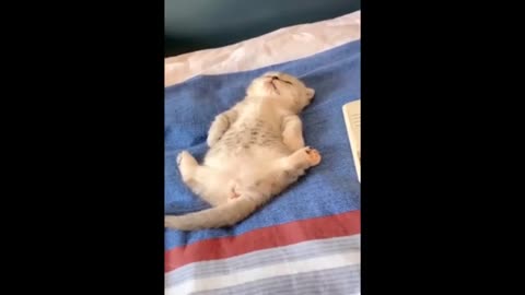 Funiest Cats and Dogs. Funny and Cute Animal Vidio