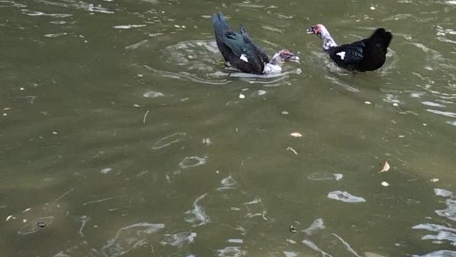 Duck And Goose Video By Kingdom of Awais