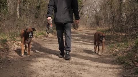 A Man Walking His Dogs In The Forest