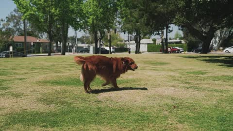 Dog trainer, dog training #shortdogtraining