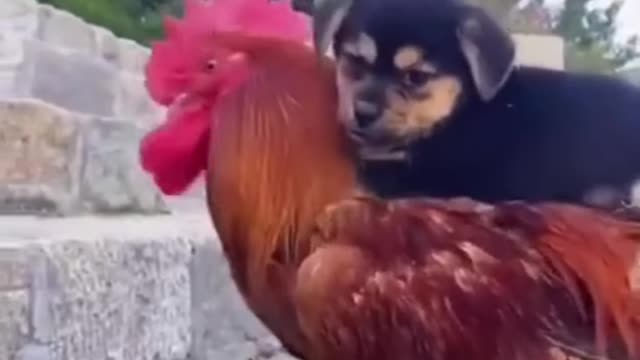 Funny Dog Video l Cute Animal