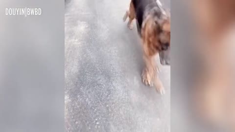 Dog cries after reunion