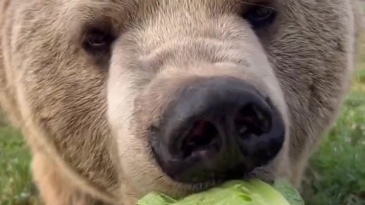 top animal and please follow me for more video