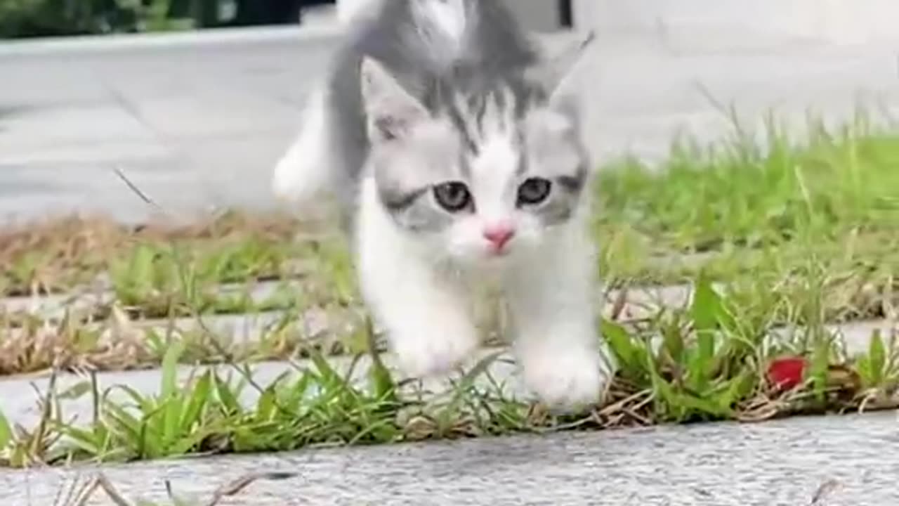 cute cat