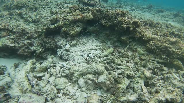 Underwater Crab / Shrimp at the Maldives