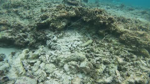 Underwater Crab / Shrimp at the Maldives