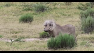 hunting Coyots,hippo,Deer head shot