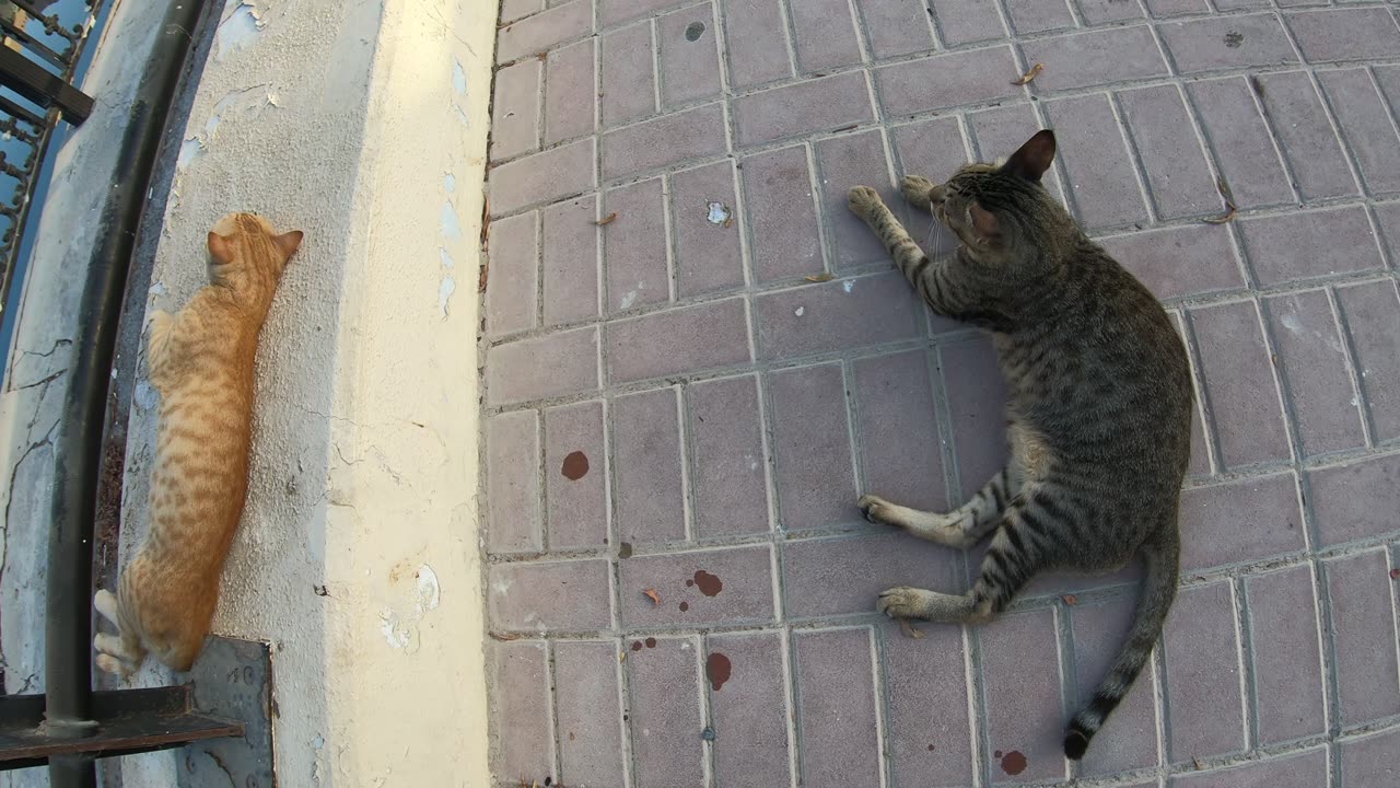 MICHAEL JACKSON & ED SHEERAN - Homeless cats in Ras Al Khaimah, UAE #cat #EdSheeran #MichaelJackson