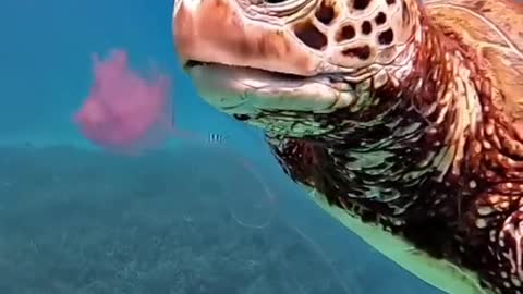 GUESS WHAT THE TURTLE 🐢 IS EATING