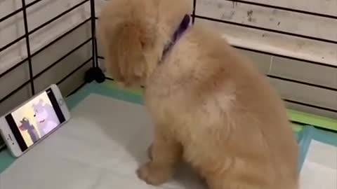 ♥Cutest Puppies Doing Funny Things 2020♥ #21 Cute Animals