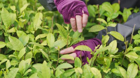 picking tea leaves