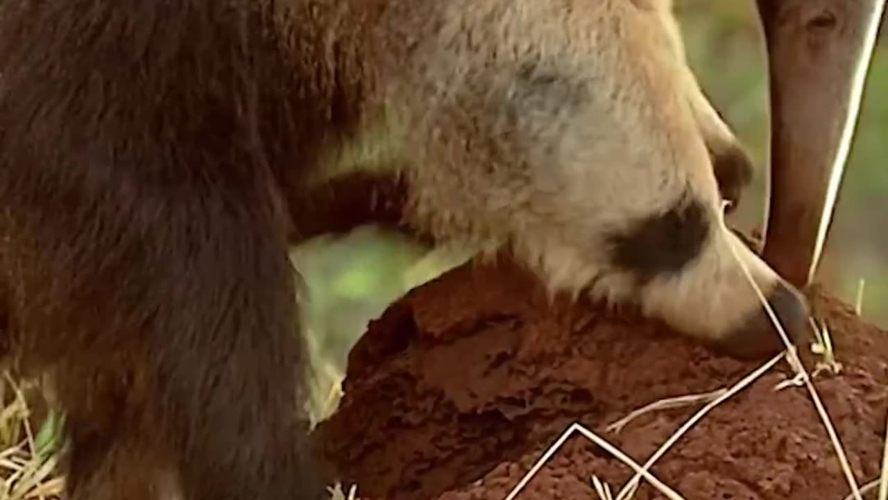 Wildlife with a natural perspective & Funs