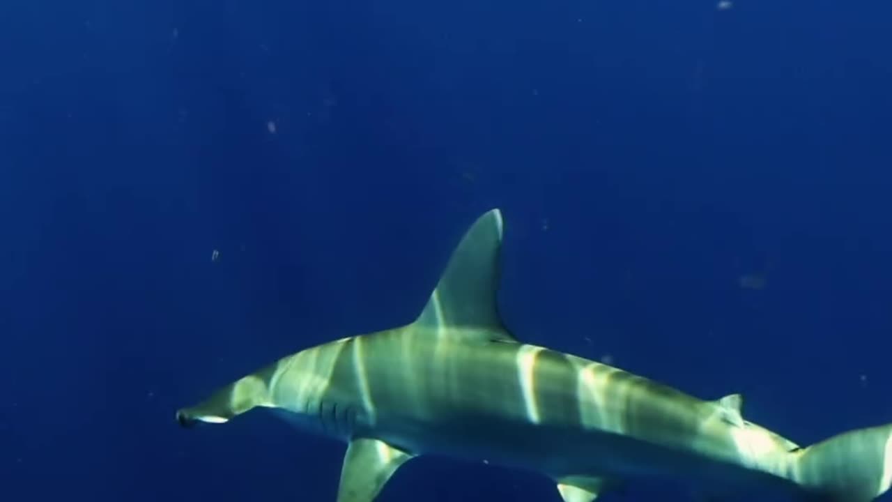 Wildlife