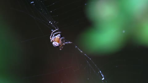 Close up shot of spider