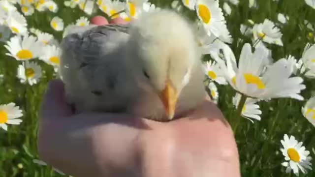 A chicken chick in a field of roses, the beauty of God’s creation